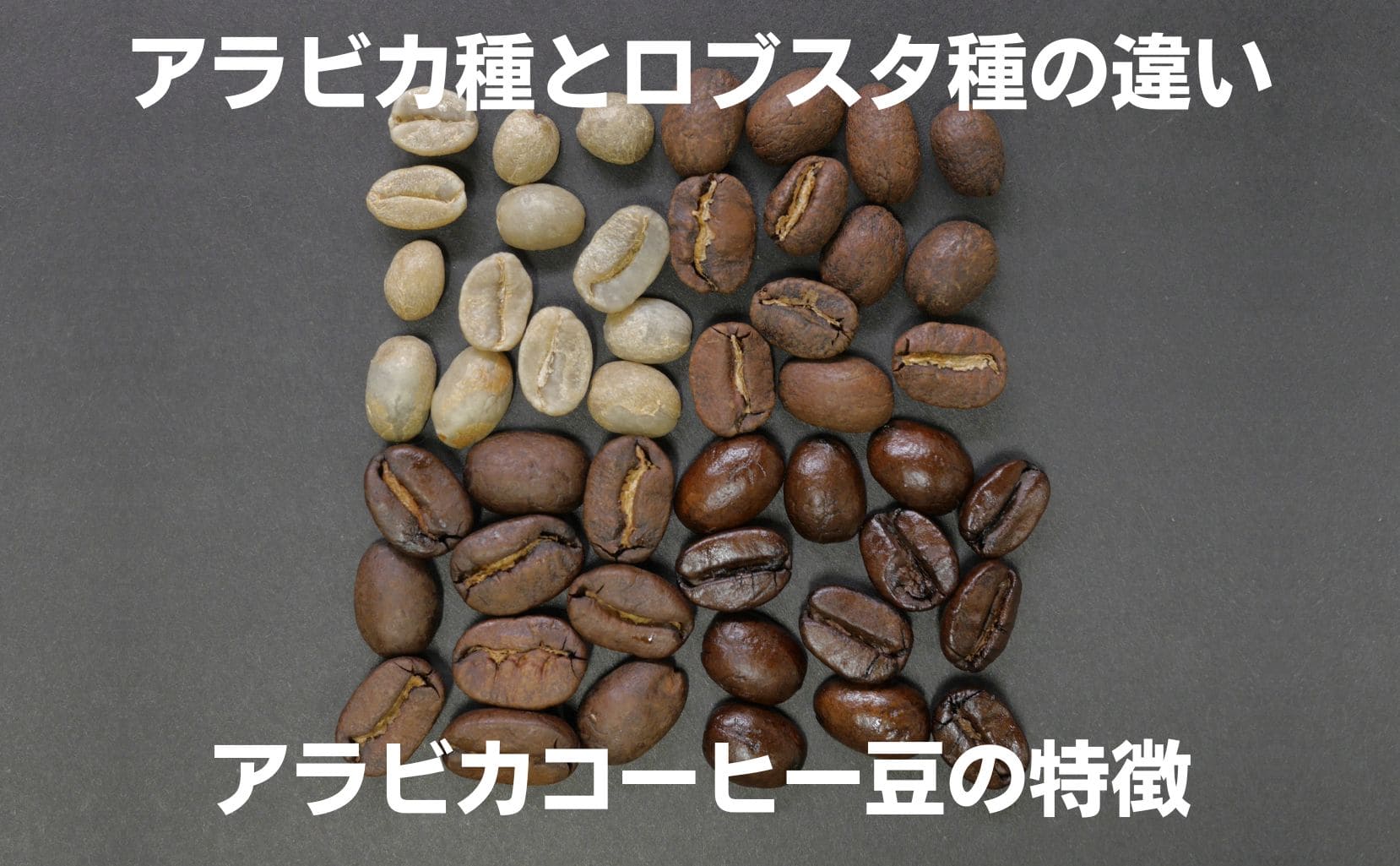 アラビカ種とロブスタ種の違い、アラビカコーヒー豆の特徴